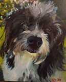 Diego. Commission of a Havanese. 16x20".